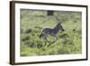 African Zebras 100-Bob Langrish-Framed Photographic Print