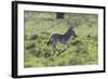 African Zebras 100-Bob Langrish-Framed Photographic Print