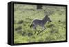 African Zebras 100-Bob Langrish-Framed Stretched Canvas