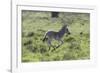 African Zebras 100-Bob Langrish-Framed Photographic Print