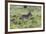 African Zebras 100-Bob Langrish-Framed Photographic Print