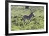 African Zebras 100-Bob Langrish-Framed Photographic Print