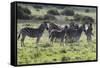 African Zebras 101-Bob Langrish-Framed Stretched Canvas