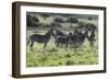 African Zebras 101-Bob Langrish-Framed Photographic Print