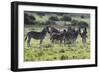 African Zebras 101-Bob Langrish-Framed Photographic Print