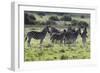 African Zebras 101-Bob Langrish-Framed Photographic Print