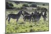 African Zebras 101-Bob Langrish-Mounted Photographic Print