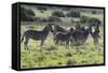 African Zebras 101-Bob Langrish-Framed Stretched Canvas