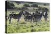 African Zebras 101-Bob Langrish-Stretched Canvas