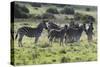 African Zebras 101-Bob Langrish-Stretched Canvas