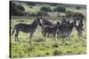 African Zebras 101-Bob Langrish-Stretched Canvas