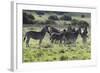 African Zebras 101-Bob Langrish-Framed Photographic Print