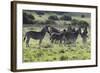 African Zebras 101-Bob Langrish-Framed Photographic Print