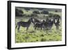 African Zebras 101-Bob Langrish-Framed Photographic Print