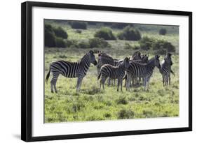 African Zebras 101-Bob Langrish-Framed Photographic Print