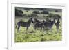 African Zebras 101-Bob Langrish-Framed Photographic Print