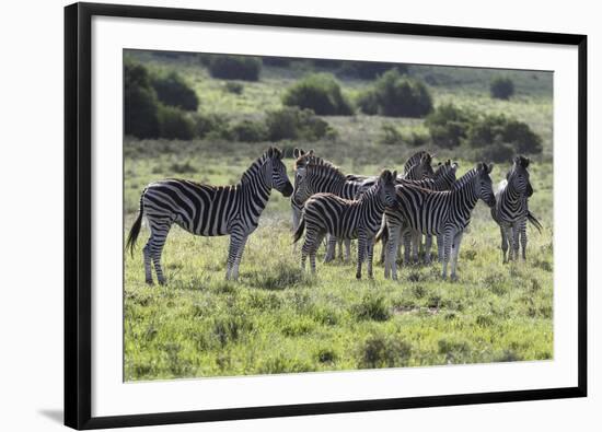 African Zebras 101-Bob Langrish-Framed Photographic Print