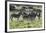 African Zebras 101-Bob Langrish-Framed Photographic Print