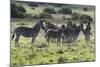 African Zebras 101-Bob Langrish-Mounted Photographic Print
