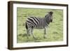 African Zebras 104-Bob Langrish-Framed Photographic Print