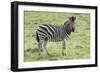 African Zebras 104-Bob Langrish-Framed Photographic Print