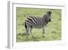 African Zebras 104-Bob Langrish-Framed Photographic Print
