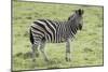 African Zebras 104-Bob Langrish-Mounted Photographic Print