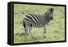 African Zebras 104-Bob Langrish-Framed Stretched Canvas