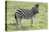 African Zebras 104-Bob Langrish-Stretched Canvas