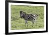 African Zebras 105-Bob Langrish-Framed Photographic Print