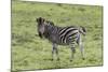 African Zebras 105-Bob Langrish-Mounted Photographic Print