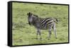 African Zebras 105-Bob Langrish-Framed Stretched Canvas