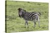 African Zebras 105-Bob Langrish-Stretched Canvas