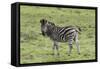 African Zebras 105-Bob Langrish-Framed Stretched Canvas