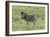 African Zebras 105-Bob Langrish-Framed Photographic Print