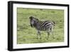 African Zebras 105-Bob Langrish-Framed Photographic Print