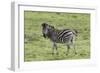 African Zebras 105-Bob Langrish-Framed Photographic Print