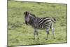 African Zebras 105-Bob Langrish-Mounted Photographic Print