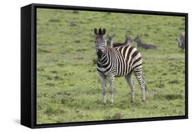 African Zebras 106-Bob Langrish-Framed Stretched Canvas