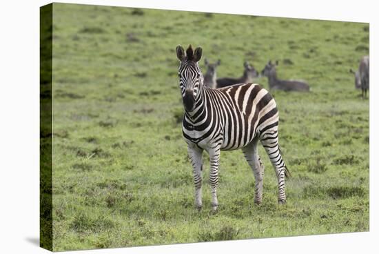 African Zebras 106-Bob Langrish-Stretched Canvas