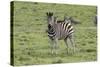 African Zebras 106-Bob Langrish-Stretched Canvas