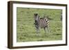 African Zebras 106-Bob Langrish-Framed Photographic Print