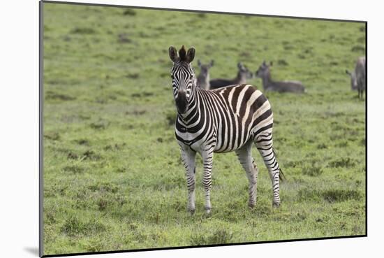 African Zebras 106-Bob Langrish-Mounted Photographic Print