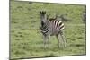 African Zebras 106-Bob Langrish-Mounted Photographic Print