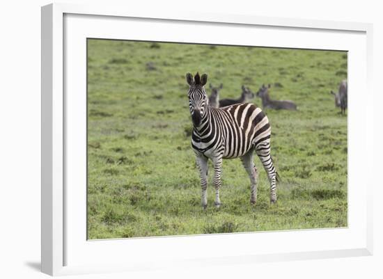 African Zebras 106-Bob Langrish-Framed Photographic Print