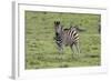 African Zebras 106-Bob Langrish-Framed Photographic Print