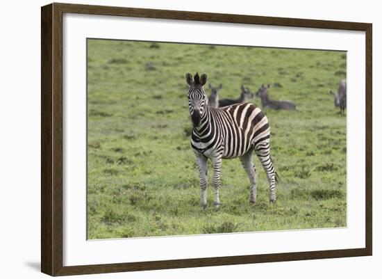 African Zebras 106-Bob Langrish-Framed Photographic Print