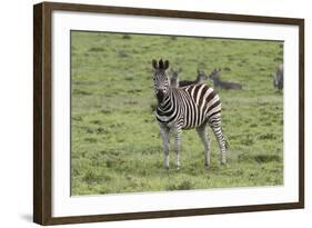 African Zebras 106-Bob Langrish-Framed Photographic Print