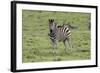 African Zebras 106-Bob Langrish-Framed Photographic Print