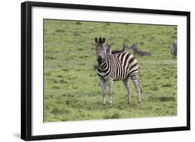 African Zebras 106-Bob Langrish-Framed Photographic Print